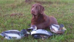 Twin Rivers Retrievers